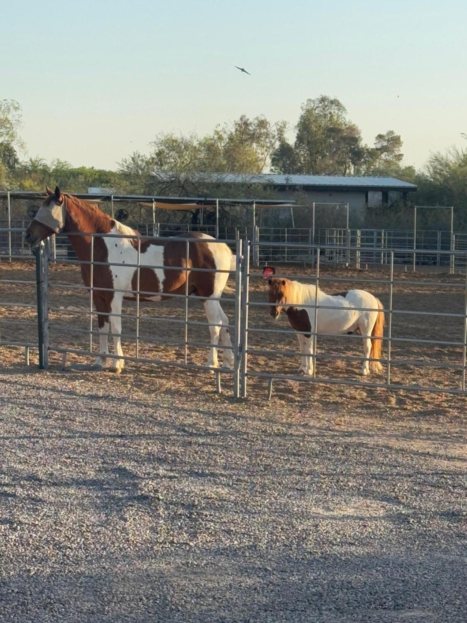 Holiday park Horseshoe Tiny Scottsdale