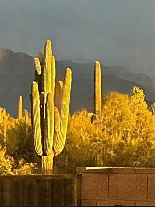 Sonoran Desert Chic Holiday home
