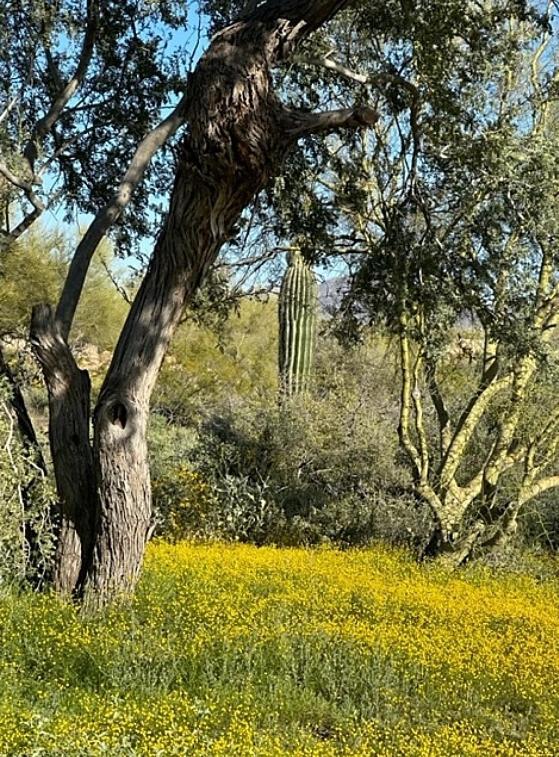 Sonoran Desert Chic