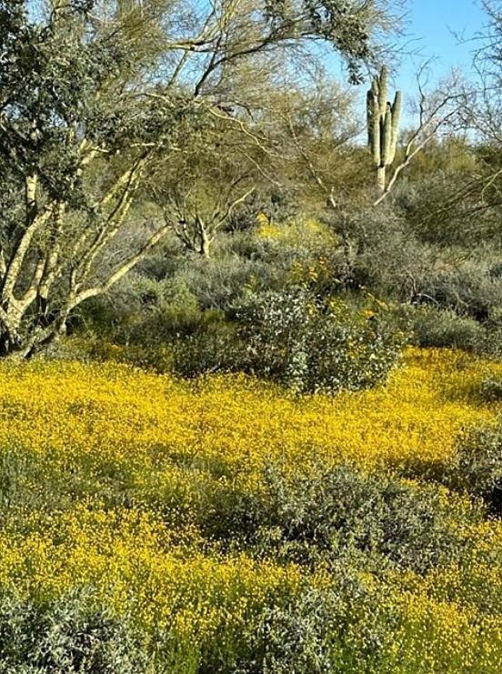 Holiday home Sonoran Desert Chic *