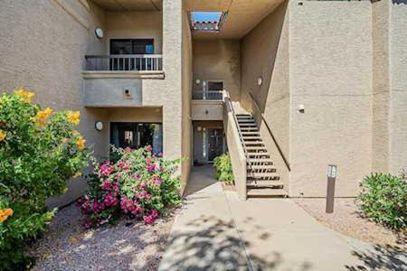 Royal Palm 217