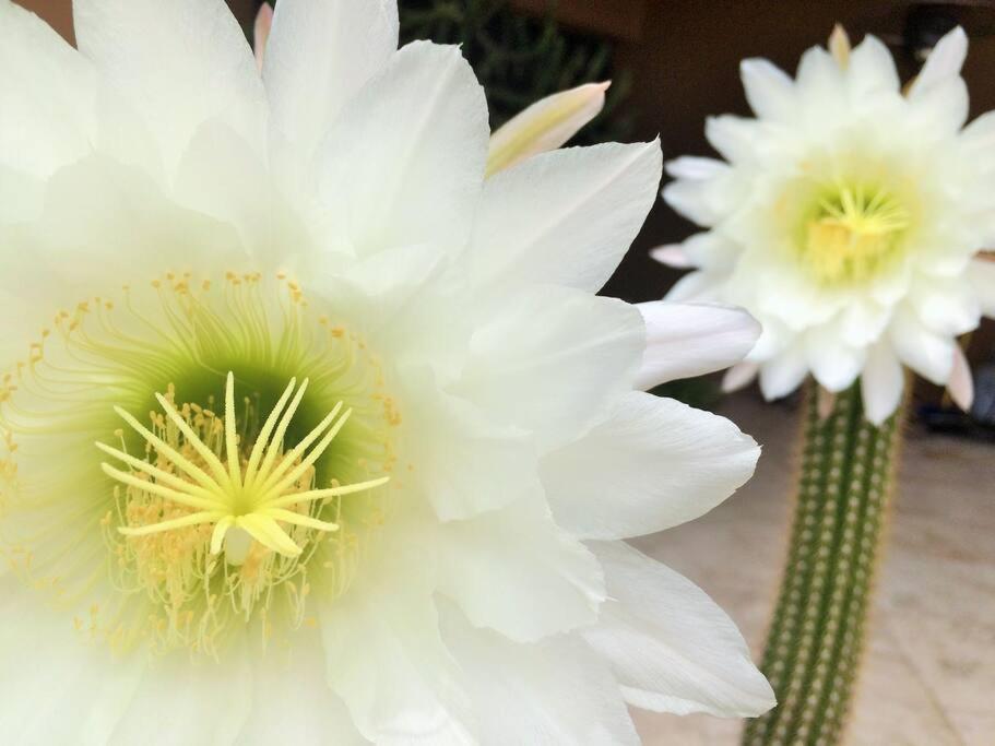 Serene & Secluded - Heart Of The Sonoran Desert Bunkhouse Casita Apartment *