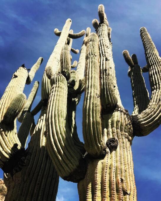 Apartment Serene & Secluded - Heart Of The Sonoran Desert Bunkhouse Casita *
