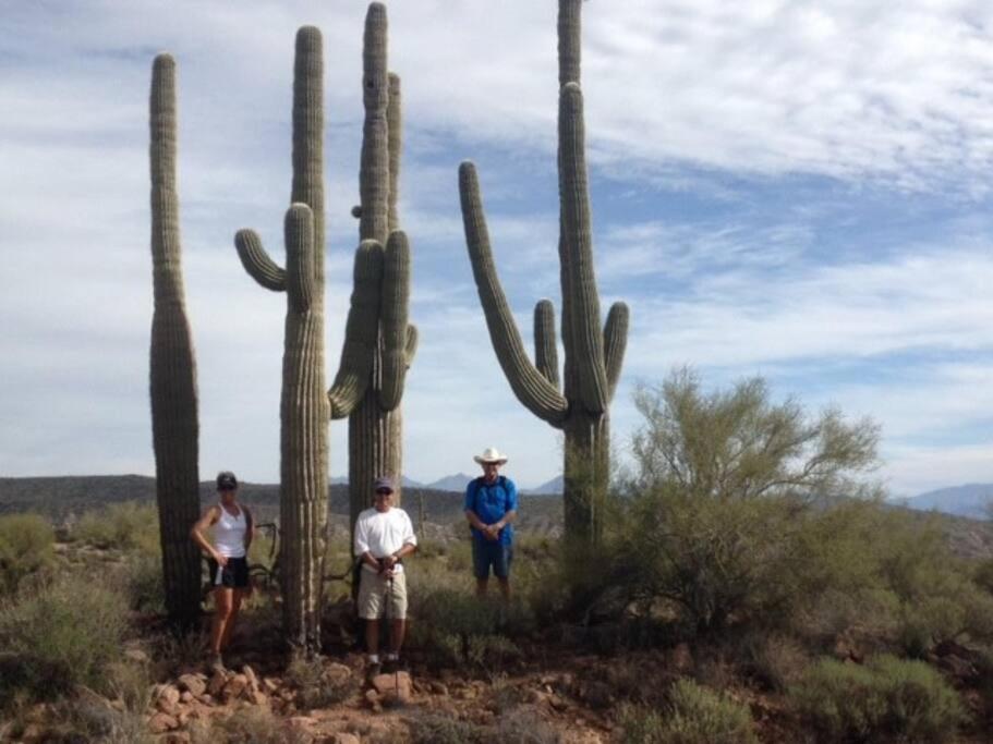 Serene & Secluded - Heart Of The Sonoran Desert Bunkhouse Casita Apartment *