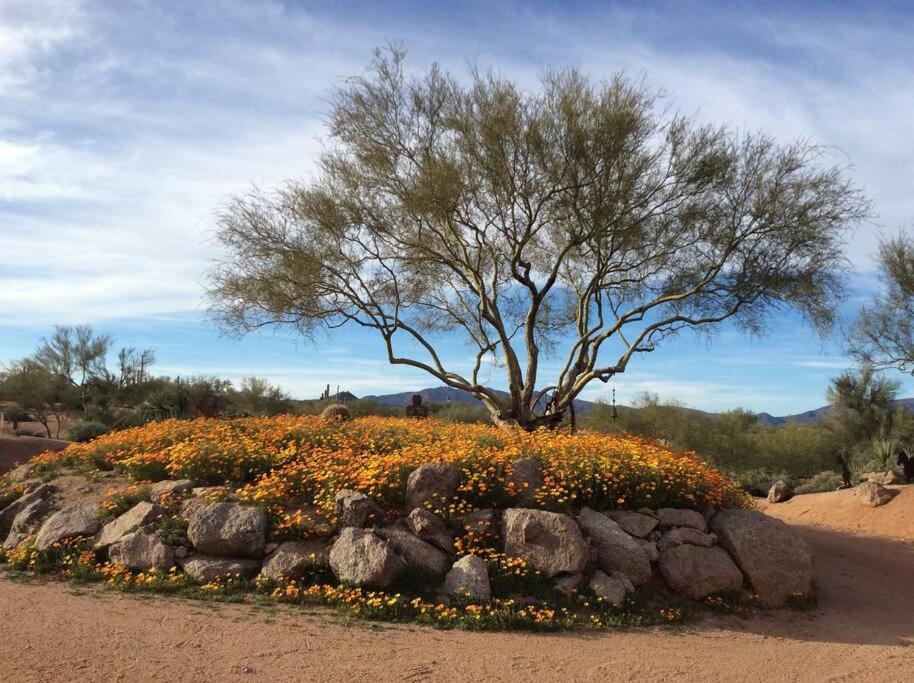 Serene & Secluded - Heart Of The Sonoran Desert Bunkhouse Casita Scottsdale