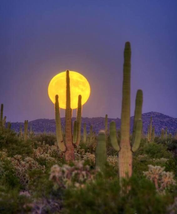 Serene & Secluded - Heart Of The Sonoran Desert Bunkhouse Casita Apartment *