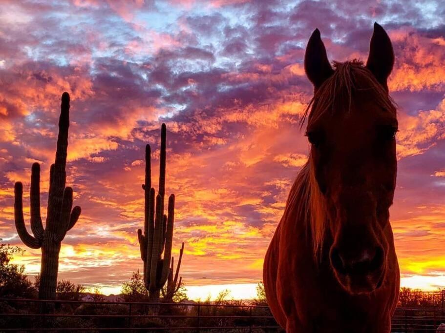 Serene & Secluded - Heart Of The Sonoran Desert Bunkhouse Casita Apartment