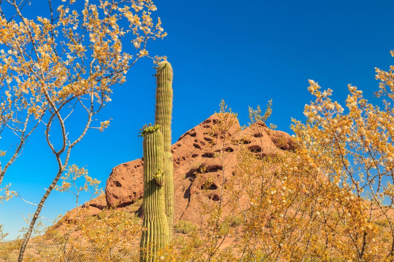 La Casa De Fuente Scottsdale